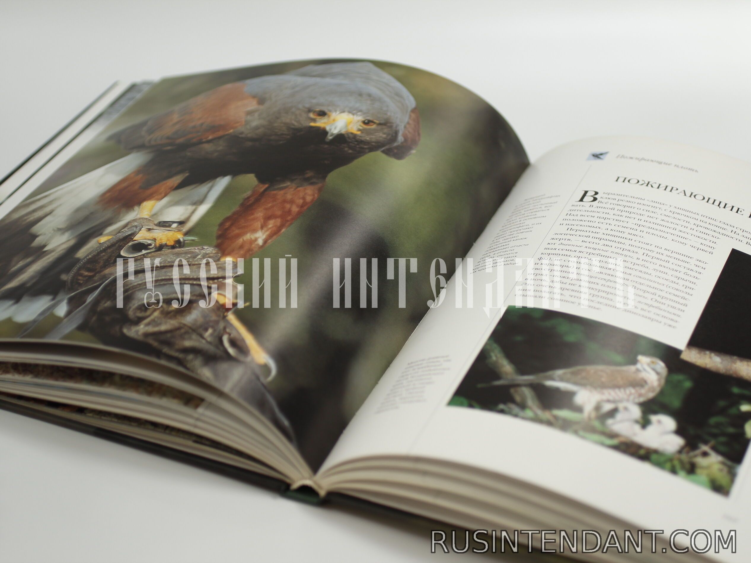 Фото 3: Книга «Птицы мира» 