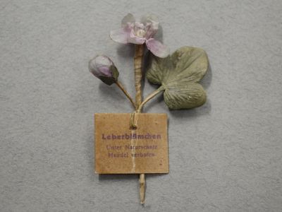 Знак за пожертвование «Печёночница благородная»